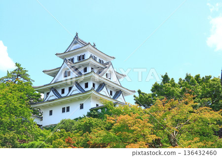 岐阜縣上市郡上八幡城風景 136432460