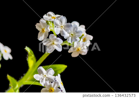 白色勿忘草在黑背景 白色勿忘草在黑背景 136432573