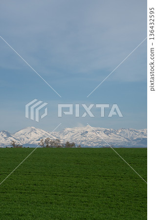 春天的綠色麥田和積雪覆蓋的山脈，十勝嶽山脈 136432595