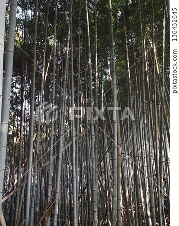 Straight bamboo (bamboo forest bathed in sunlight filtering through the trees) Straight bamboo (bamboo forest bathed in sunlight filtering through the trees) 136432645