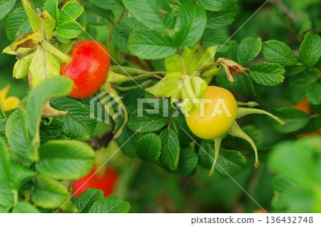 Hamanas fruit Hamanas fruit 136432748
