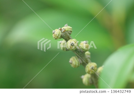 Young fruits of the genus Lithocarpus Young fruits of the genus Lithocarpus 136432749