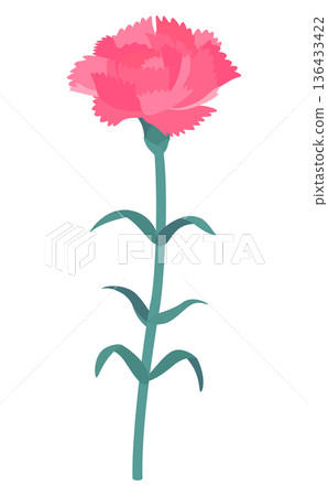 Pink carnation illustration_one flower Pink carnation illustration_one flower 136433422