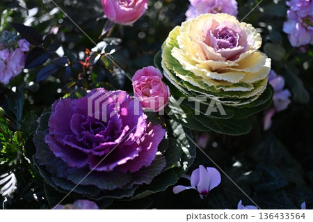 Flowers blooming on a flower cart 136433564
