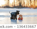 Schnauzer dog looking at a teddy bear on cold ice 136433667
