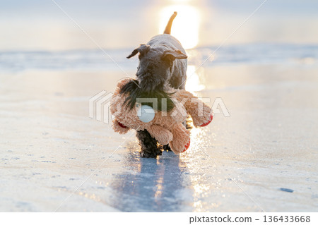 Dog running on beach carrying teddy bear toy at sunset Dog running on beach carrying teddy bear toy at sunset 136433668
