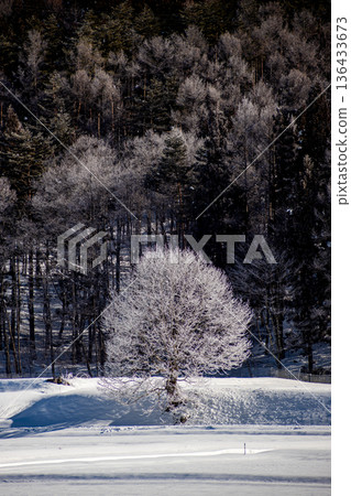 信州長野的冬日:纖細的枝條覆滿霜花,寧靜的雪景構成了一幅美麗的背景。 信州長野的冬日:纖細的枝條覆滿霜花,寧靜的雪景構成了一幅美麗的背景。 136433673