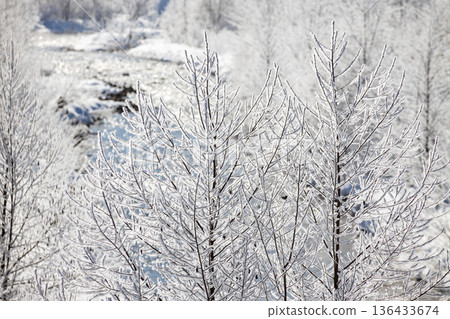 信州長野的冬天:陽光下,覆蓋著霜雪的樹木閃閃發光,河面波光粼粼。 信州長野的冬天:陽光下,覆蓋著霜雪的樹木閃閃發光,河面波光粼粼。 136433674