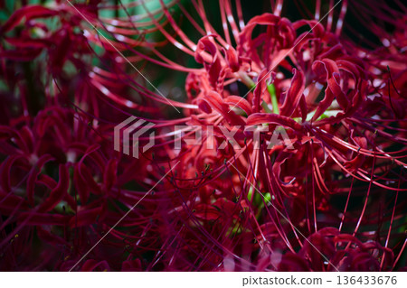 A close-up of cluster amaryllis flowers blooming in Gifu. The vivid red and light contrast fill the screen. A close-up of cluster amaryllis flowers blooming in Gifu. The vivid red and light contrast fill the screen. 136433676