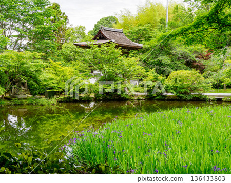 [Nara Prefecture] Chogakuji Temple, Tenri City (photographed on May 15, 2024) 136433803