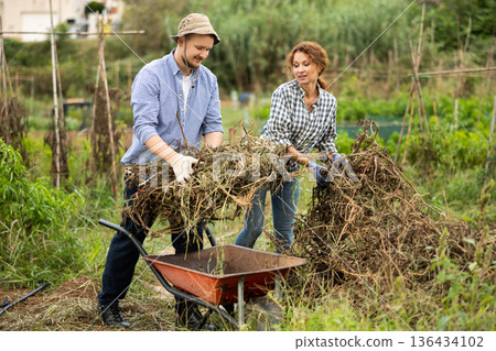 Husband and wife together put dry tops in wheelbarrow for disposal Husband and wife together put dry tops in wheelbarrow for disposal 136434102