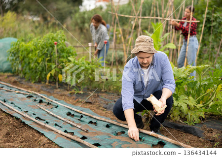 Man is planting seeds in plastic bed Man is planting seeds in plastic bed 136434144