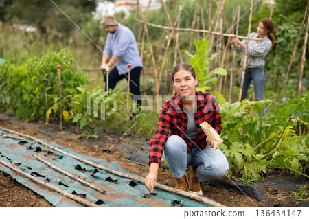 Girl is planting seeds in plastic bed 136434147