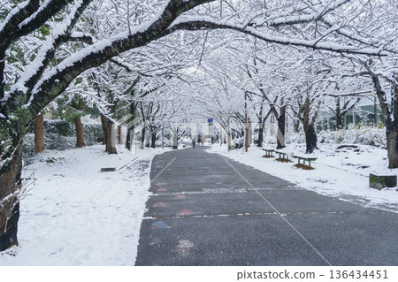 [Chiba City, Chiba Prefecture] Oyumino Four Seasons Road: Snow-covered "Spring Road" 136434451