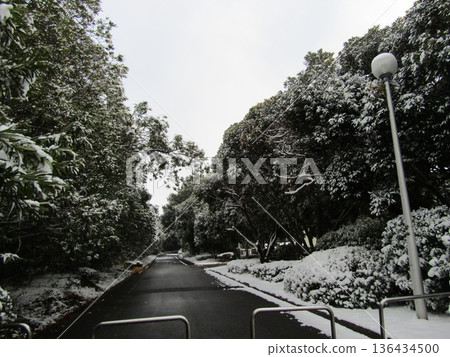 Snowy scenery along the walkway just inside Inage Seaside Park Snowy scenery along the walkway just inside Inage Seaside Park 136434500