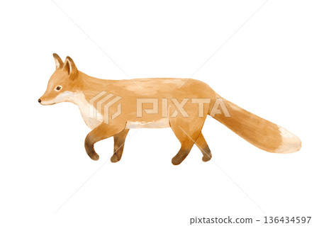 Watercolor realistic walking fox. Nature isolated illustration featuring woodland animal perfect for cards and nursery. Watercolor realistic walking fox. Nature isolated illustration featuring woodland animal perfect for cards and nursery. 136434597