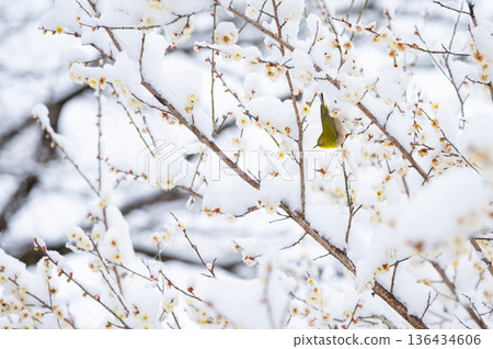 一隻繡眼鳥棲息在一根開滿雪的梅花枝上 一隻繡眼鳥棲息在一根開滿雪的梅花枝上 136434606