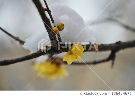 冬青樹被雪覆蓋 136434675