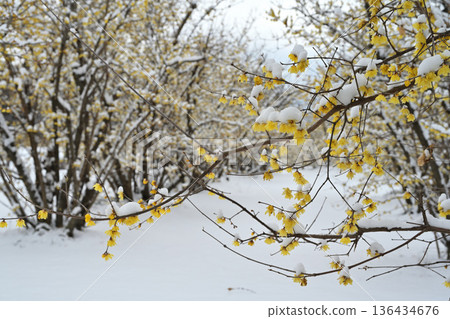 冬青樹被雪覆蓋 136434676