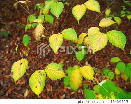 Autumn in Nagoya's Odaka Green Park: Yellow leaves 136434705