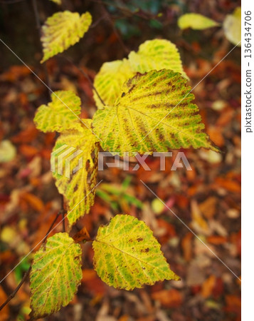 Autumn in Nagoya's Odaka Green Park: Yellow leaves Autumn in Nagoya's Odaka Green Park: Yellow leaves 136434706