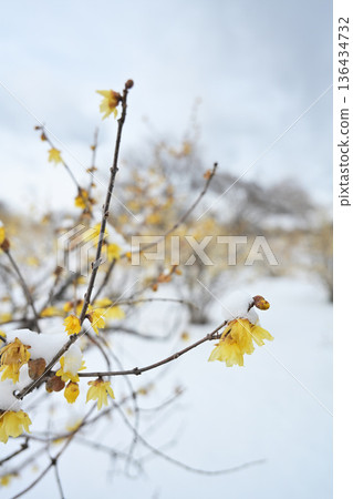 Wintersweet flowers covered in snow 136434732