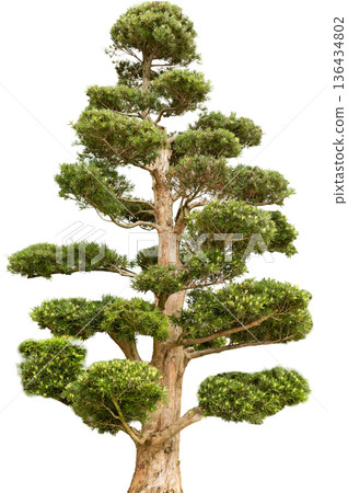 This cut out shows a tall tree with thick layers of green leaves. The tree stands upright with a strong trunk. It can be used in designs or for decoration 136434802