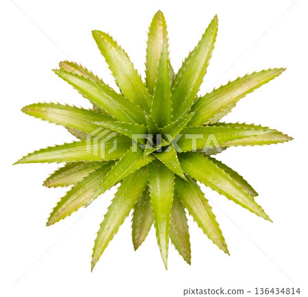 This pineapple plant shows many green leaves spreading outwards from a central point. It is positioned against a clear background for easy use in designs This pineapple plant shows many green leaves spreading outwards from a central point. It is positioned against a clear background for easy use in designs 136434814