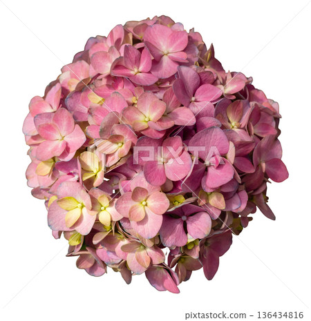 A cluster of pink flowers stands on white background. The flowers are small and have a round shape. This element can be used for decoration or design in various projects A cluster of pink flowers stands on white background. The flowers are small and have a round shape. This element can be used for decoration or design in various projects 136434816