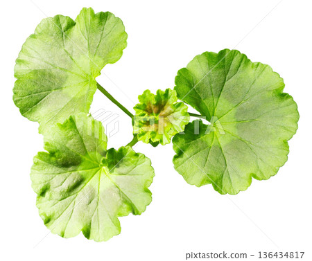 Three green leaves are shown on white background. The plant has a round shape. This natural element can be used in many creative projects or designs Three green leaves are shown on white background. The plant has a round shape. This natural element can be used in many creative projects or designs 136434817