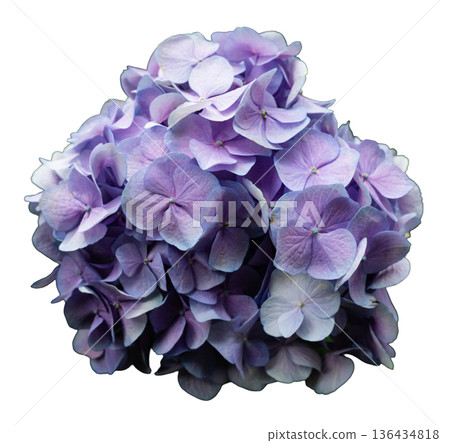 Clusters of purple hydrangea flowers are cut out against a white background. The blooms display a mix of shades that draw attention. These flowers can add charm to various designs Clusters of purple hydrangea flowers are cut out against a white background. The blooms display a mix of shades that draw attention. These flowers can add charm to various designs 136434818