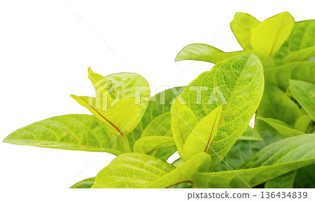 Bright green leaves with detailed veins are arranged on a white background. These leaves can be used for design projects, crafts, or decorative purposes Bright green leaves with detailed veins are arranged on a white background. These leaves can be used for design projects, crafts, or decorative purposes 136434839