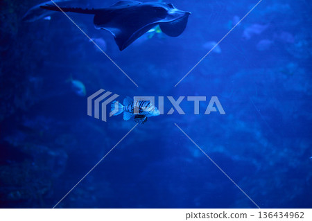 Aquarium tank Aquarium tank 136434962