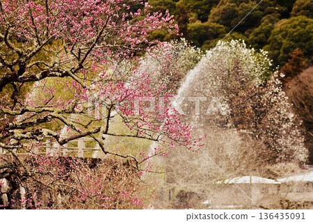 一棵枝繁葉茂、盛開著美麗花朵的紅李樹和一個大噴泉 一棵枝繁葉茂、盛開著美麗花朵的紅李樹和一個大噴泉 136435091