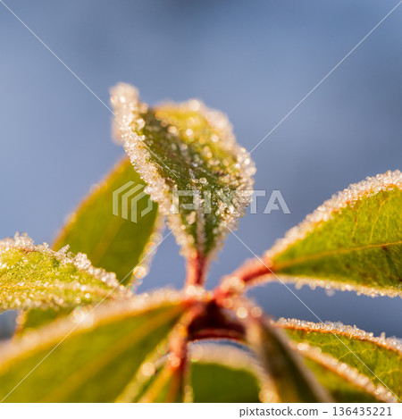 Frost-covered leaves of andromeda exposed to the morning sun 136435221