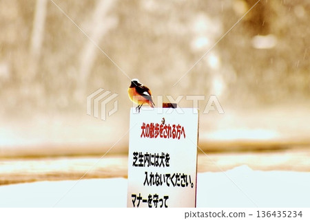 一隻達烏裡紅尾鴝棲息在公園的指示牌上，公園裡仍殘留著積雪。 136435234