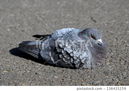 Pigeons in the park 136435259