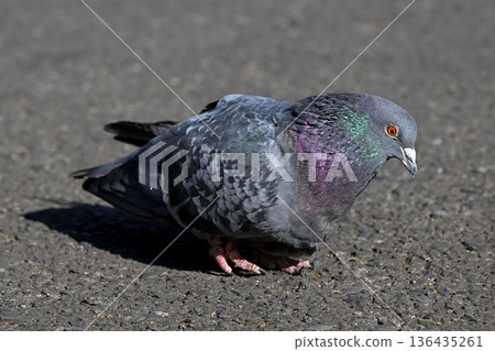 Pigeons in the park Pigeons in the park 136435261