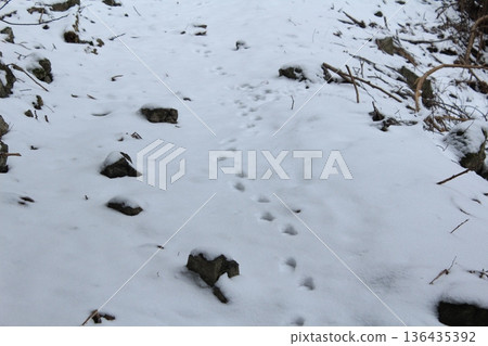 在雪地上的足跡 136435392