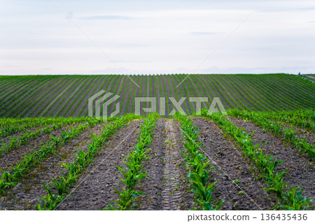 Freshly sprouted corn seedlings thriving in an expansive rural field, showcasing the orderly progression of crops and the promise of agricultural abundance Freshly sprouted corn seedlings thriving in an expansive rural field, showcasing the orderly progression of crops and the promise of agricultural abundance 136435436