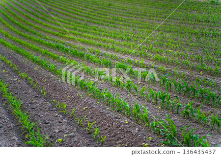 Young corn sprouts in neat curved rows across fertile soil, symbolizing sustainable farming, new life and promising future harvests in a peaceful rural landscape 136435437