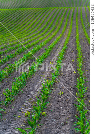 Green cornfield rows establishing agricultural growth and cultivating sustainable food production, showing young maize plants thriving in fertile soil on a spring day Green cornfield rows establishing agricultural growth and cultivating sustainable food production, showing young maize plants thriving in fertile soil on a spring day 136435438