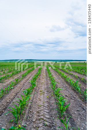 Young corn plants growing in neat rows creating a natural pattern across an agricultural field under a cloudy sky, representing concepts of farming, harvest, and sustainability Young corn plants growing in neat rows creating a natural pattern across an agricultural field under a cloudy sky, representing concepts of farming, harvest, and sustainability 136435440