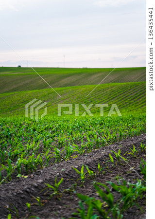 Young green crops growing in fertile soil creating a beautiful rural landscape with rolling hills, symbolizing agricultural life, nature's growth, and country farming Young green crops growing in fertile soil creating a beautiful rural landscape with rolling hills, symbolizing agricultural life, nature's growth, and country farming 136435441