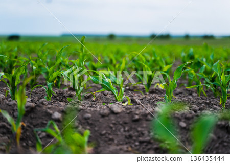 Young green corn plants thriving in fertile soil on a vast farm field, symbolizing agricultural growth, sustainable farming, organic food production, and a promising harvest season Young green corn plants thriving in fertile soil on a vast farm field, symbolizing agricultural growth, sustainable farming, organic food production, and a promising harvest season 136435444