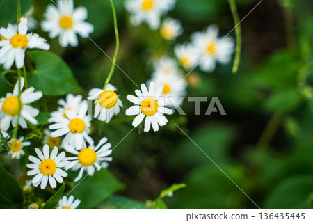 Chamomiles blooming in a vibrant green meadow creating a cheerful floral backdrop, representing natural beauty, relaxation, and wellness in a lush agricultural setting Chamomiles blooming in a vibrant green meadow creating a cheerful floral backdrop, representing natural beauty, relaxation, and wellness in a lush agricultural setting 136435445