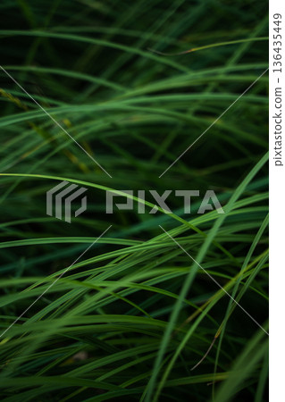 Lush green grass blades forming a vibrant natural pattern, showing fresh organic texture and abundant growth for environmental and biodiversity concepts Lush green grass blades forming a vibrant natural pattern, showing fresh organic texture and abundant growth for environmental and biodiversity concepts 136435449