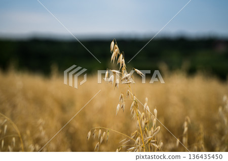 Oat plant standing tall in a golden cereal field, its grains ripening under the summer sky, representing growth, agriculture, and a healthy harvest 136435450