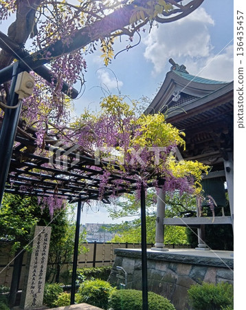 初夏的紫藤花和蓮華寺的鐘聲 初夏的紫藤花和蓮華寺的鐘聲 136435457