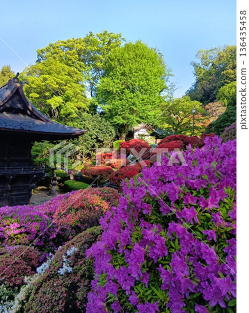 Azalea Temple gate and azaleas Azalea Temple gate and azaleas 136435458